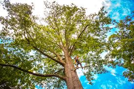 Tree and Shrub Care in Woodcrest, CA