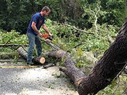 Best Tree Preservation Services  in Woodcrest, CA