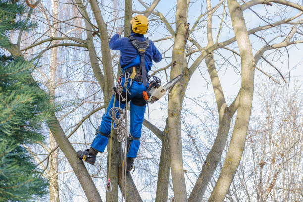 Best Commercial Tree Services  in Woodcrest, CA