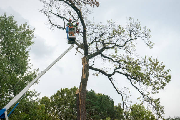 Professional Tree Removal in Woodcrest, CA