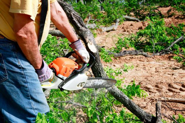 Best Fruit Tree Pruning  in Woodcrest, CA